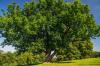 Devon County Council, Ash dieback, trees, Devon