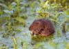 water vole sitting in the water