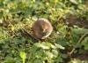 Survey local riverbanks this spring to help save endangered water voles